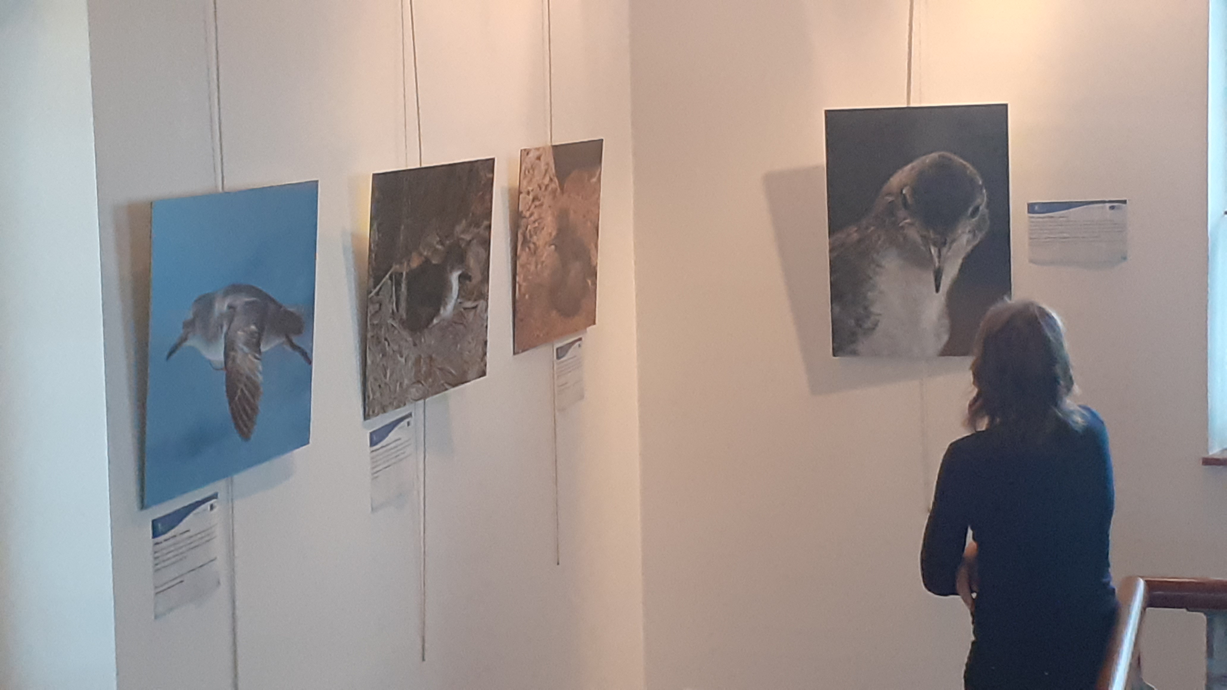 Exposition sur le projet « LIFE PanPuffinus!